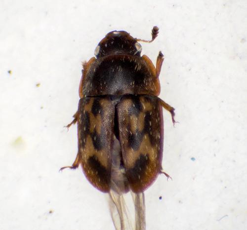 Réf. 318 408 : Cryptarcha undata